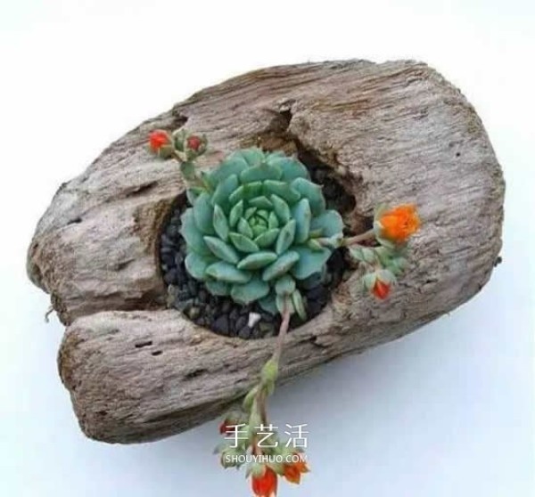 DIY dead wood succulent plant potting method using dead wood to make succulent flower pots