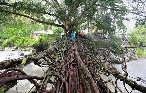 Indonesian Interesting Facts: Tree Roots Build "Living Bridges"