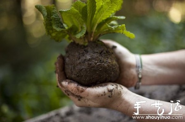 DIY your sky garden