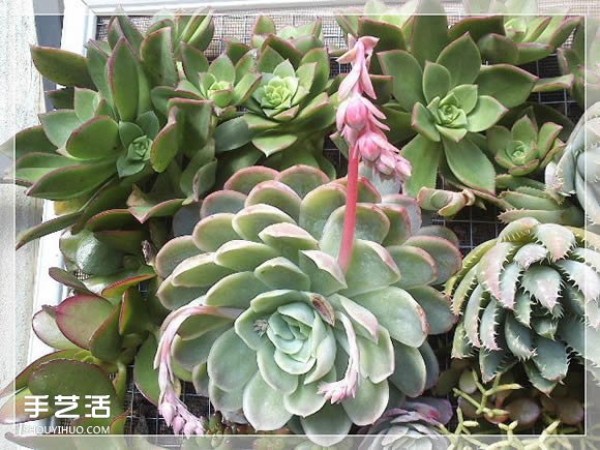 DIY method of transforming a mirror frame into a creative succulent flowerpot