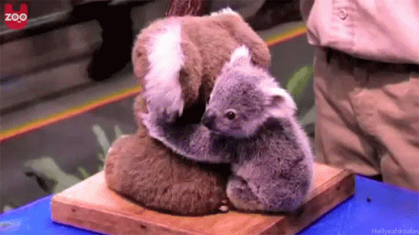 The cutest photo of a koala in history. Its so cute! 