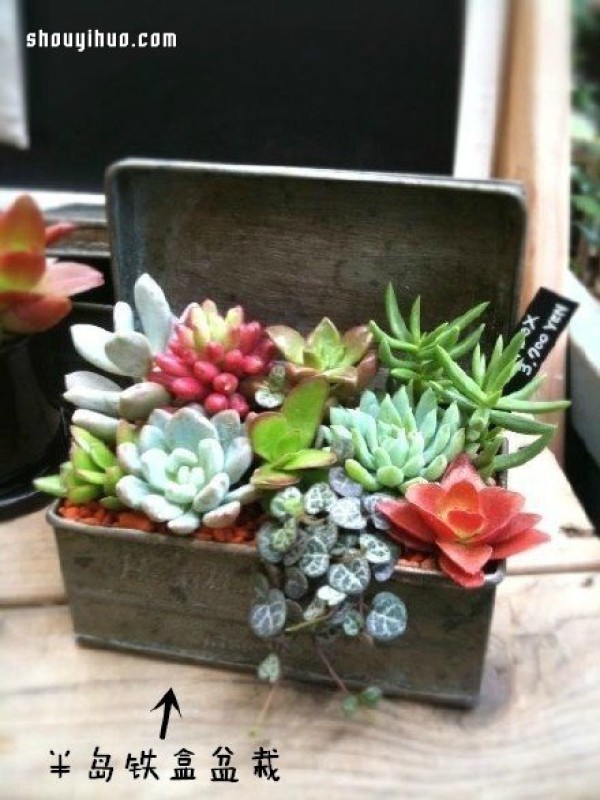 Creative potted plant DIY using waste