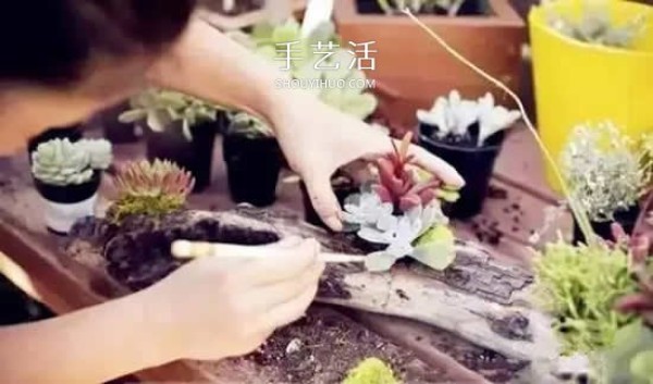 DIY dead wood succulent plant potting method using dead wood to make succulent flower pots