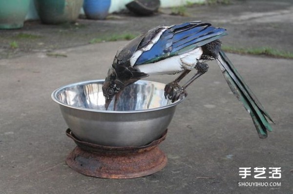 Turn scrap metal into treasure to DIY kingfishers, blue butterflies, magpies and other animals