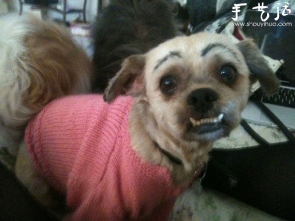 A creative spoof of dogs, add eyebrows to cute dogs