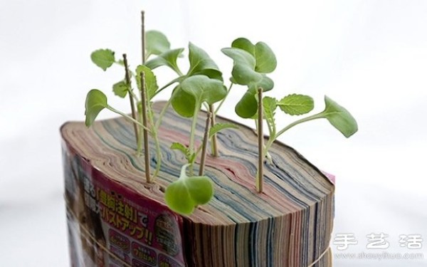 Waste and old books are used as waste in flower pots and waste is used to grow radish seedlings