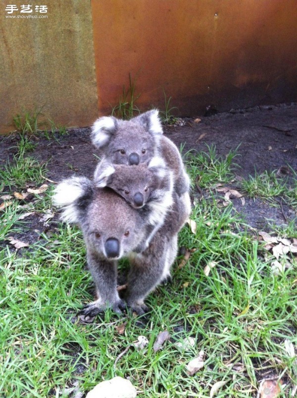 The cutest photo of a koala in history. Its so cute! 