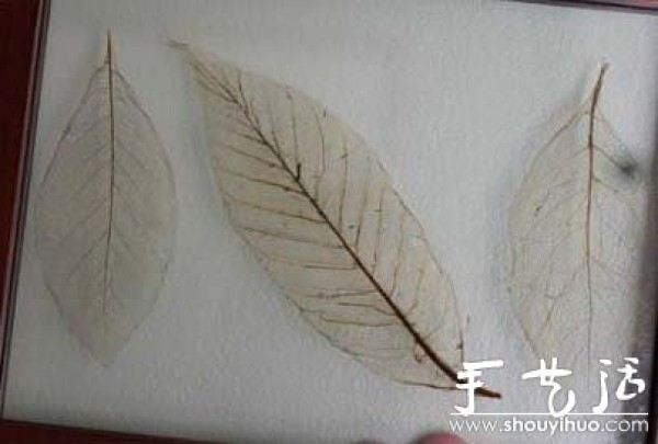 Exquisite leaf vein diagram hand-making tutorial