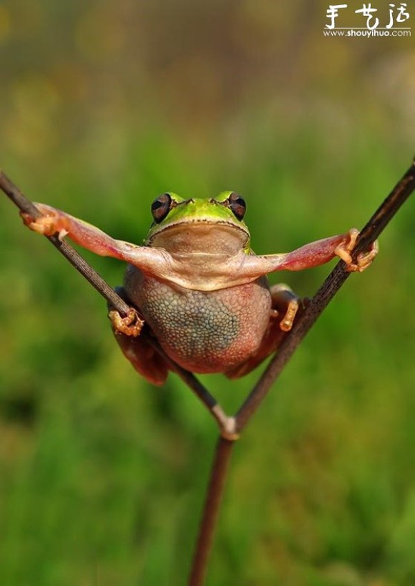 Creative photography, take interesting frogs