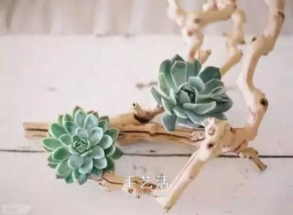 DIY dead wood succulent plant potting method using dead wood to make succulent flower pots