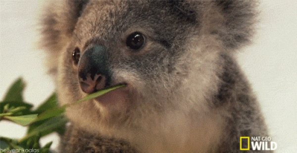 The cutest photo of a koala in history. Its so cute! 