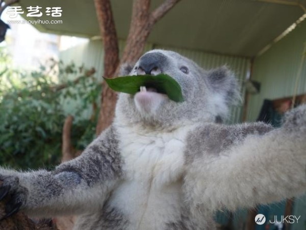 The cutest photo of a koala in history. Its so cute! 