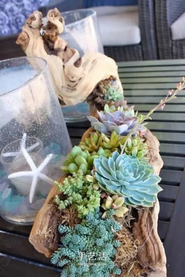 DIY dead wood succulent plant potting method using dead wood to make succulent flower pots