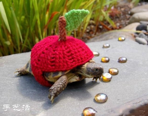 Creative knitting: What if you put clothes on the turtle! 