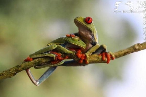 Creative photography, take interesting frogs