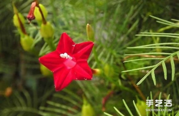 Origami five-pointed star flower illustration with detailed steps of folding a five-pointed star flower