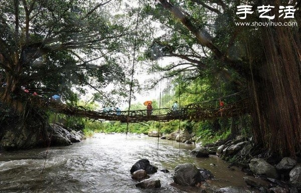 Indonesian Interesting Facts: Tree Roots Build "Living Bridges"