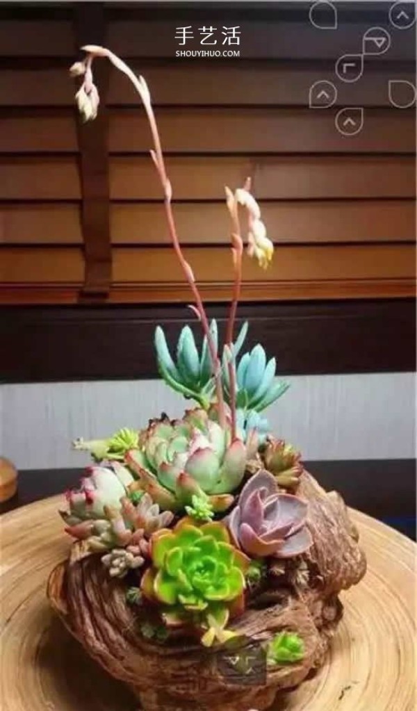 DIY dead wood succulent plant potting method using dead wood to make succulent flower pots