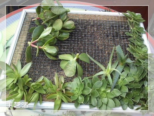 DIY method of transforming a mirror frame into a creative succulent flowerpot