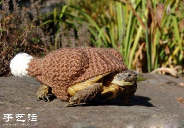 Creative knitting: What if you put clothes on the turtle! 