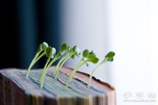 Waste and old books are used as waste in flower pots and waste is used to grow radish seedlings