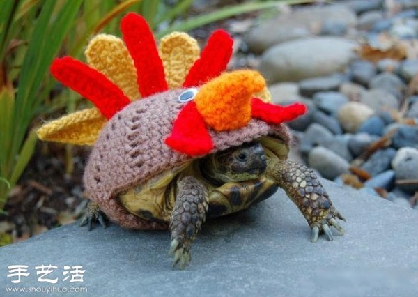 Creative knitting: What if you put clothes on the turtle! 