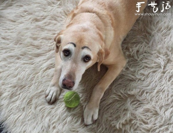 A creative spoof of dogs, add eyebrows to cute dogs