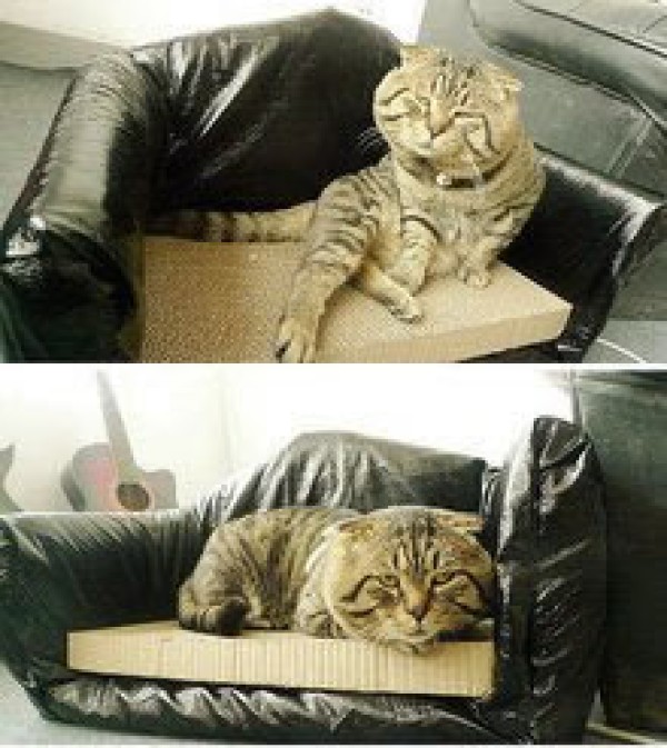 Tutorial on handmade DIY pet sofa from waste cartons