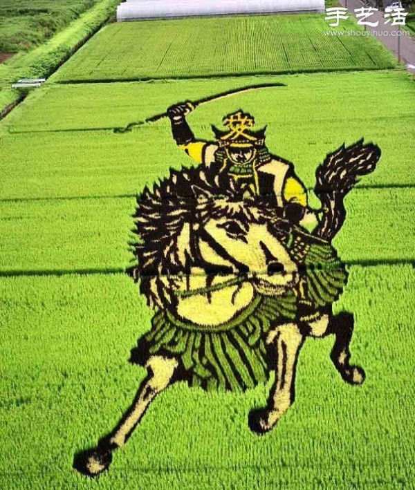 Wonderful and fun creative DIY to create a giant picture in the rice fields