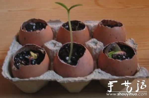 Handmade DIY eggshell micropotted plantsZai