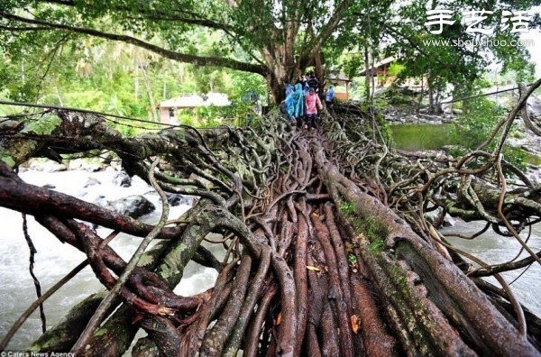 Indonesian Interesting Facts: Tree Roots Build "Living Bridges"