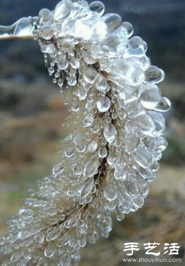 The frozen foxtail grass, so beautiful! 