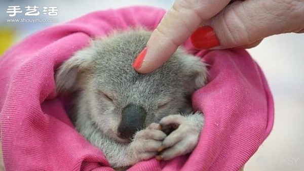 The cutest photo of a koala in history. Its so cute! 