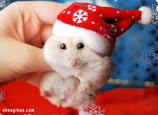 Christmas is here, the craft editor brings pets to bless you~