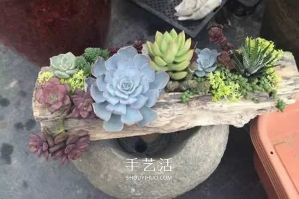 DIY dead wood succulent plant potting method using dead wood to make succulent flower pots