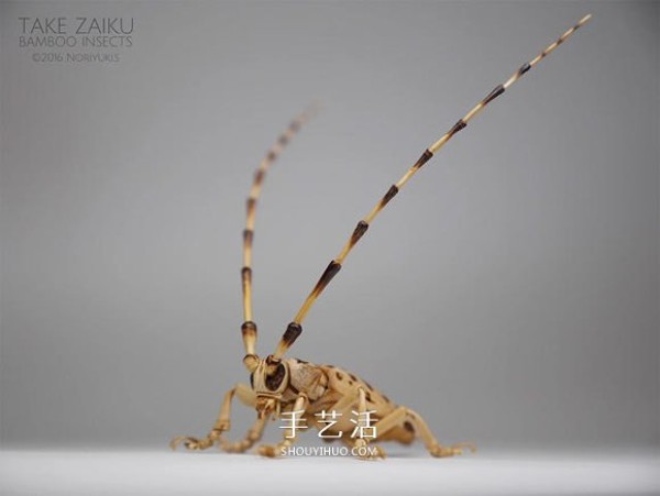 The exquisite insect model made of bamboo is almost the same as the real thing! 