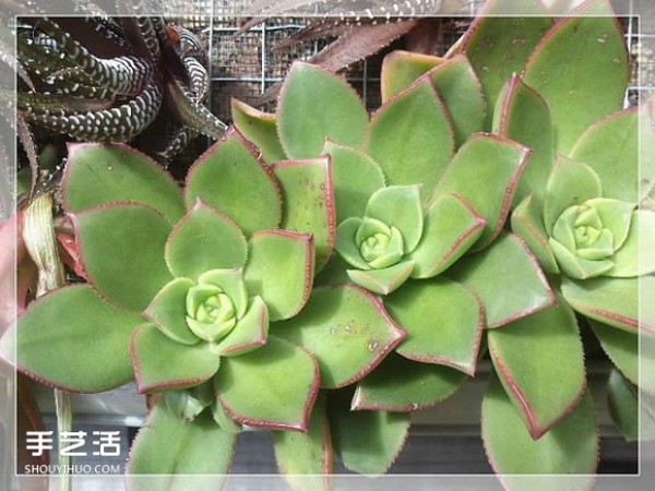 Mirror frames can be transformed into succulent flowerpots, creative succulent flowerpot DIY methods