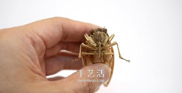 The exquisite insect model made of bamboo is almost the same as the real thing! 