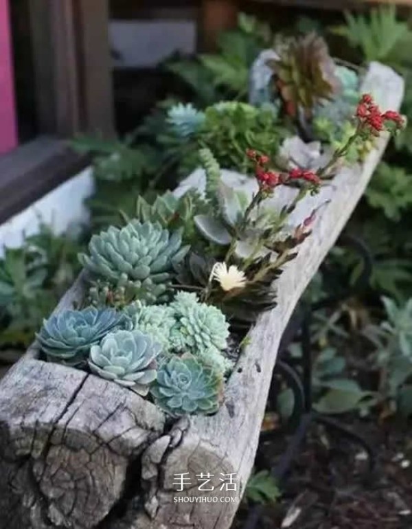 DIY dead wood succulent plant potting method using dead wood to make succulent flower pots