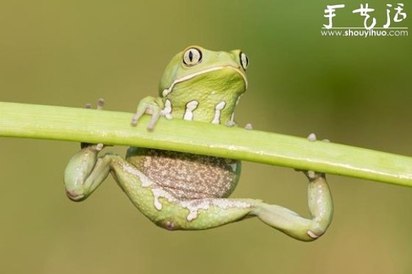 Creative photography, take interesting frogs