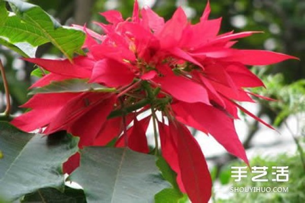 How to make Christmas flowers, illustrations of making poinsettia paper flowers