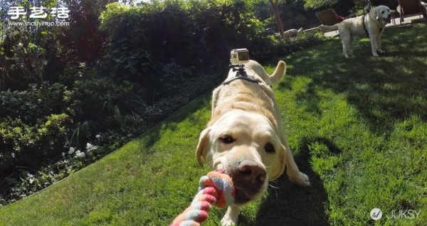 Special kit for the first-person GoPro camera for dogs! 