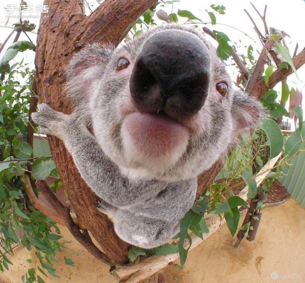 The cutest photo of a koala in history. Its so cute! 