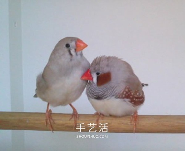 The process of transforming an old bookcase into a bird cabinet and the method of making a homemade wooden bird cabinet