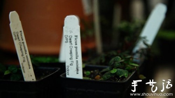 Create a secret garden in a glass bottle