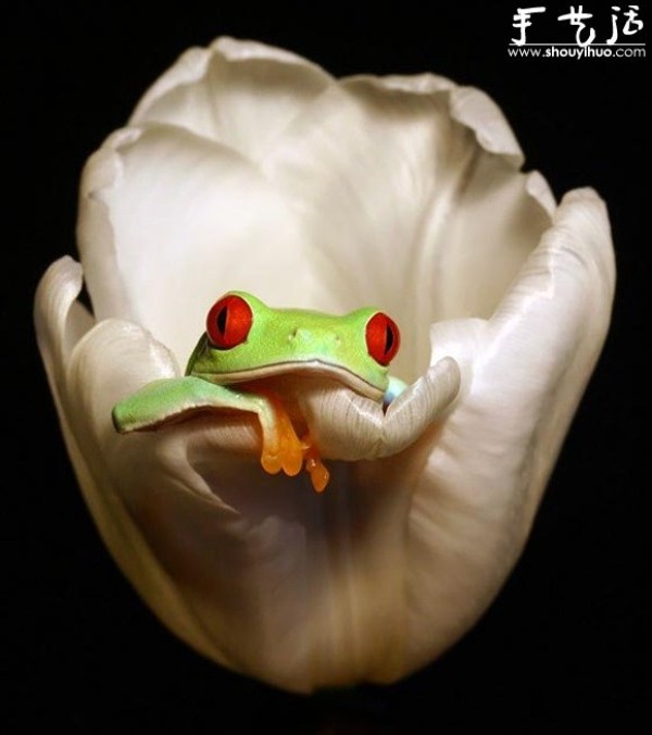 Creative photography, take interesting frogs