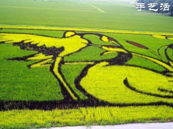 Wonderful and fun creative DIY to create a giant picture in the rice fields