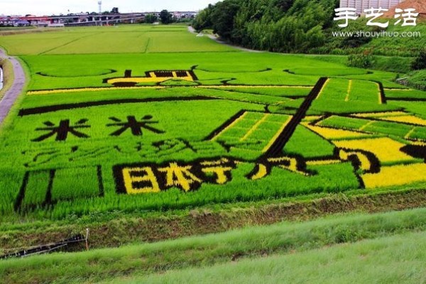 Wonderful and fun creative DIY to create a giant picture in the rice fields