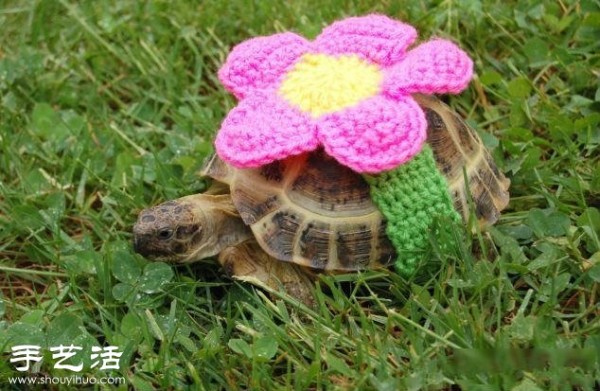 Creative knitting: What if you put clothes on the turtle! 