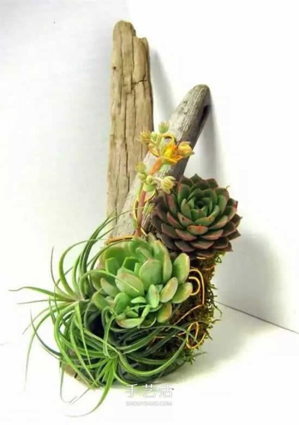 DIY dead wood succulent plant potting method using dead wood to make succulent flower pots